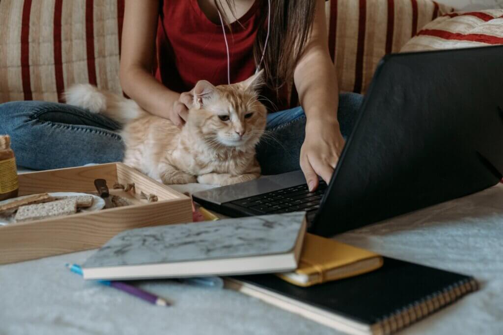 Capa do artigo sobre Trabalho remoto com uma moça trabalhando de casa com um gato no colo